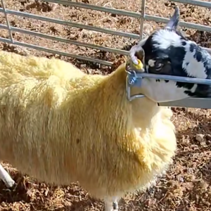 Sheep Products